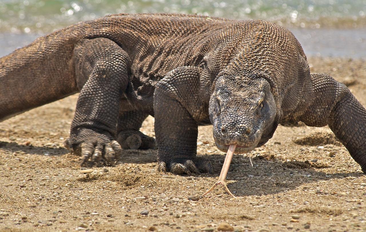 Komodo Cruise Anema Botel